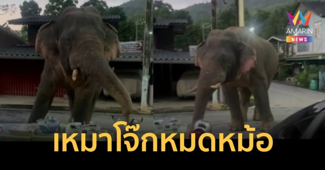 พลายเบี่ยงเล็ก เหมาโจ๊กหมดหม้อ เป็นอาหารเช้า