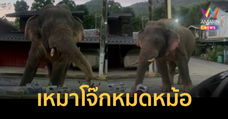 พลายเบี่ยงเล็ก เหมาโจ๊กหมดหม้อ เป็นอาหารเช้า