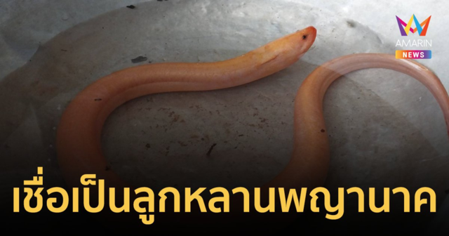 ฮือฮา! ชาวบ้านเจอปลาไหลสีทอง ปากแดง เชื่อเป็นลูกหลานพญานาคมาให้โชค