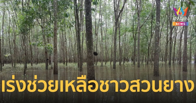 กยท. เร่งจัดสวัสดิการช่วยเหลือชาวสวนยางเสียหายจากน้ำท่วม ยื่นรับเงินเยียวยา รายละ 3,000 บาท