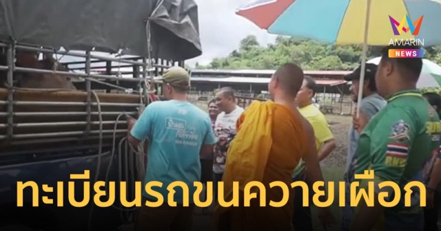 เลขเด็ด16/10/66 พิธีรับขวัญควายเผือก 