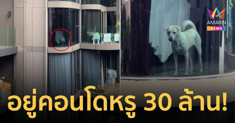 วาสนามันแข่งกันไม่ได้! สาวถ่ายคลิปคอนโด เจอน้องหมาอยู่ห้องหรู 30 ล้าน