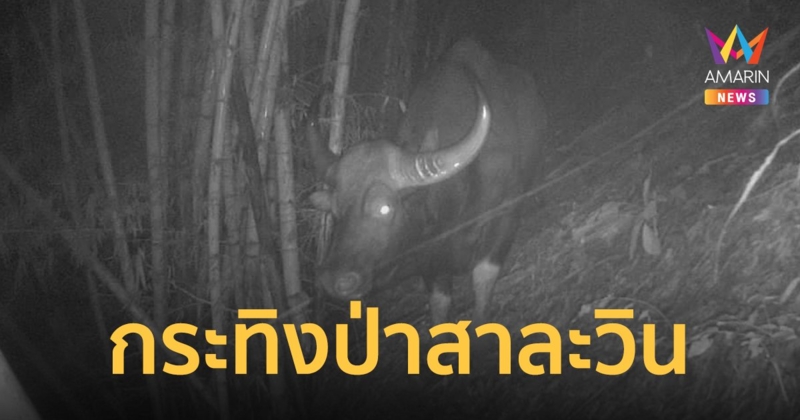 ความหวังยังไม่สูญสิ้น "กระทิง" ในผืนป่าสาละวิน”