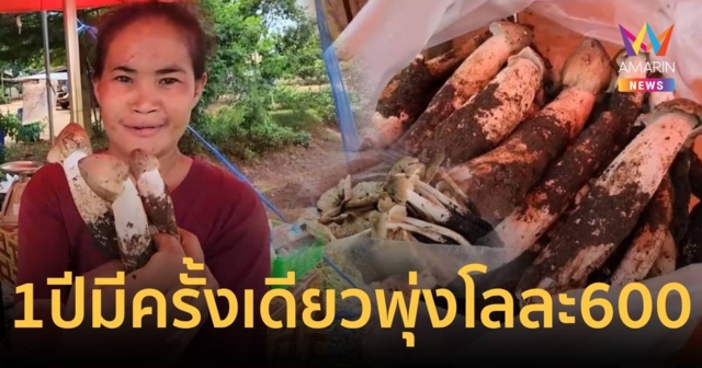 หนึ่งปีมีครั้งเดียว เห็ดโคนเมืองกาญจน์ สร้างรายได้ พุ่ง กก.ละ 600 บาท