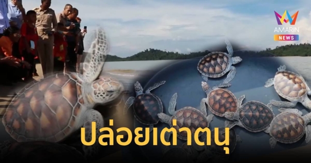 ร่วมปล่อยลูกเต่าตนุกลับคืนสู่ท้องทะเล ที่ จ.พังงา