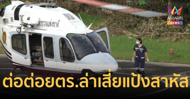 ตำรวจชุดไล่ล่า เสี่ยแป้ง ถูกต่อหัวเสือต่อยอาการสาหัสหมดสติกลางป่า