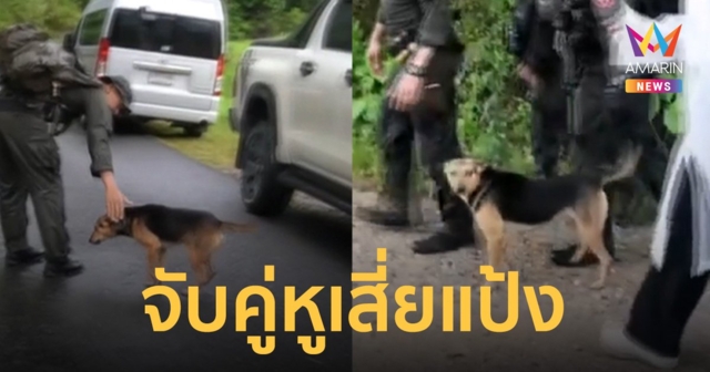 จับได้แล้ว ไอ้หมี หมาคู่หู เสี่ยแป้ง นาโหนด ตัวการเห่าช่วยส่งสัญญาณ