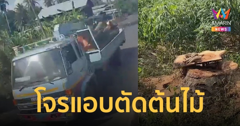 อาละวาดเย้ยกฎหมาย ขโมยตัดต้นไม้ชาวบ้าน-วัด ขนขึ้นรถชัด แต่จับไม่ได้     