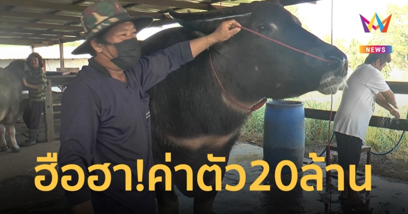 ฮือฮา “เจ้าตะวันฉาย” ควายไทยค่าตัวกว่า 20 ล้าน คนแห่จองลูกเพียบ