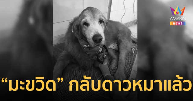 ทาสหมาเศร้า! “น้องมะขวิด” หมาเซเลบกลับดาวหมาแล้ว