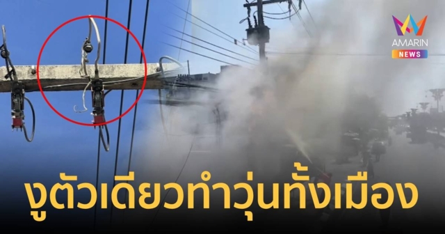 งูเขียวตัวเดียววุ่นวายทั้งเมืองทำไฟดับหลายชั่วโมง