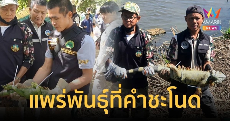 ชาวบ้านพบฝูงลูกอิกัวนาเขียวที่คำชะโนด  คาดแพร่พันธุ์ไปเยอะแล้ว