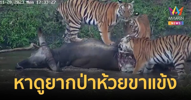 หาดูยาก เปิดคลิปเสือโคร่งกำลังกินเนื้อวัวแดง