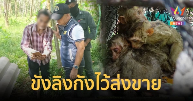 รวบหนุ่มลอบจับลิงกังป่าขังไว้เตรียมขายไปฝึกให้เชื่อง พบลิงบางตัวอิดโรยจนตาย