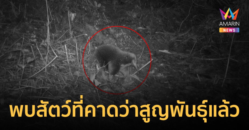 ฮือฮา! พบสัตว์ที่นักวิทยาศาสตร์คาดว่าสูญพันธุ์ไปแล้วอีกครั้ง