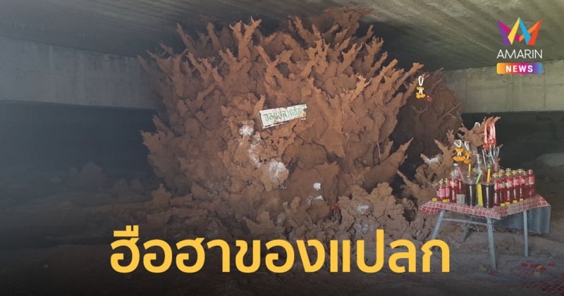 พญาจอมปลวกยักษ์ สร้างรังช่อฟ้า-ปะการัง ชาวบ้านแห่นำเครื่องเซ่นไหว้ขอโชคลาภ