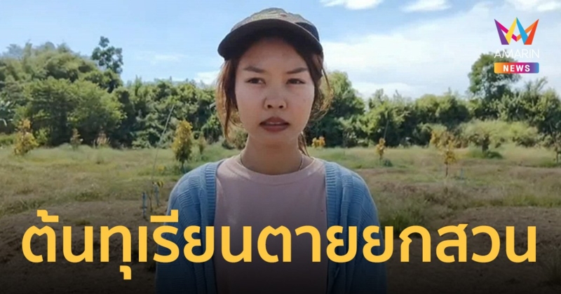 เจ้าของสวนทุเรียนช้ำใจ คนร้ายใช้สารเคมีราดตายยกสวนกว่า 100 ต้น สูญเงินแสน