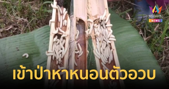 หนอนรถด่วนตัวอวบ ๆ ช่วงปลายปี ราคาพุ่งกิโลละเป็นพัน