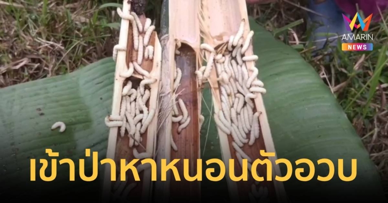 หนอนรถด่วนตัวอวบ ๆ ช่วงปลายปี ราคาพุ่งกิโลละเป็นพัน