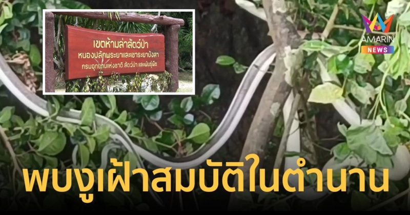 ฮือฮา ! พบงูกาบหมากหางนิล งูเฝ้าสมบัติในตำนาน