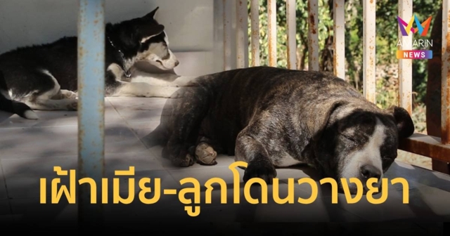 นอนเฝ้าไข้ลูกเมียไม่ห่าง ถูกคนใจร้ายวางยาอยู่หน้าวัด