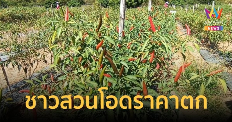 ชาวสวนพริกโอด ราคาร่วงครึ่งหนึ่ง ภายใน 1 สัปดาห์!