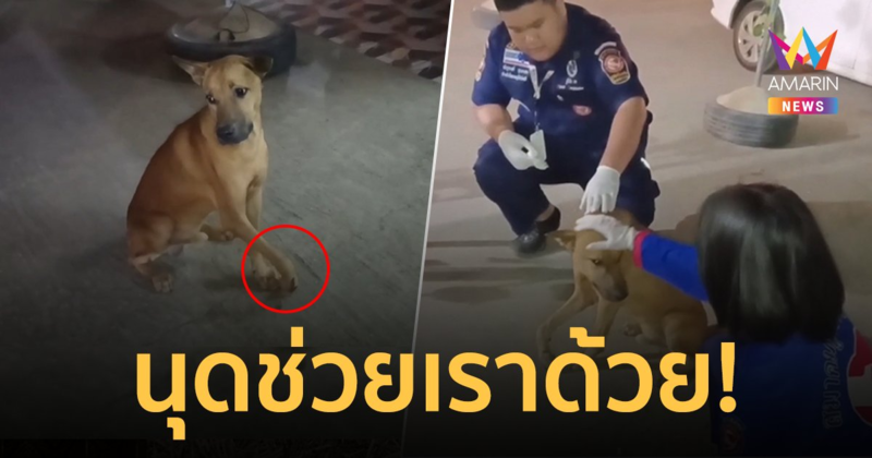 น้องหมาแสนรู้! บาดเจ็บเดินกะเผลก 3 ขา มาหากู้ภัยให้ช่วยทำแผล