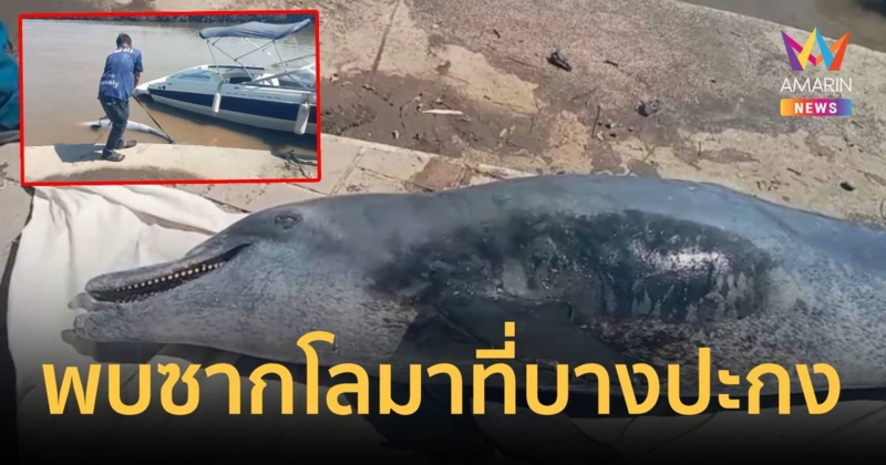 พบซากปลาโลมา กลางแม่น้ำบางปะกงใกล้วัดหลวงพ่อโสธร