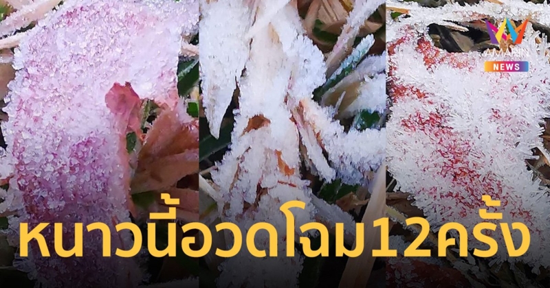 สุดจึ้ง! เหมยขาบบนยอดดอยอินทนนท์ หนาวนี้อวดโฉม 12 ครั้ง