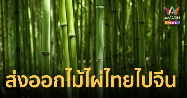 รัฐบาล เดินหน้าผลักดันพืชเศรษฐกิจใหม่ ไม้ไผ่ไทยไปจีน