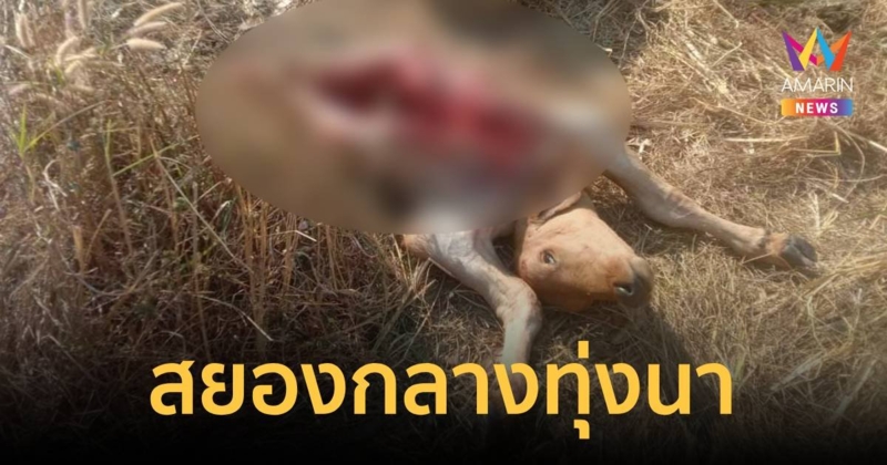 โจรโหดฆ่าวัวทั้งตัวผ่าเอาแค่เครื่องในกับขาหลังไป ทิ้งตัวไว้กลางทุ่งนา