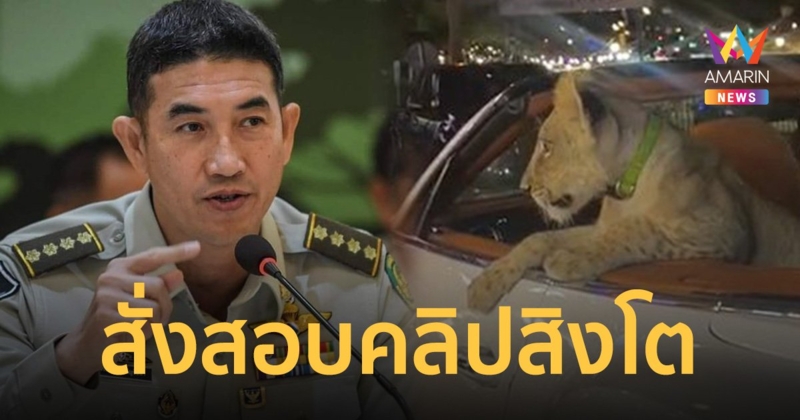 กรมอุทยานฯ เร่งสอบคลิป สิงโตนั่งรถหรูรอบพัทยา