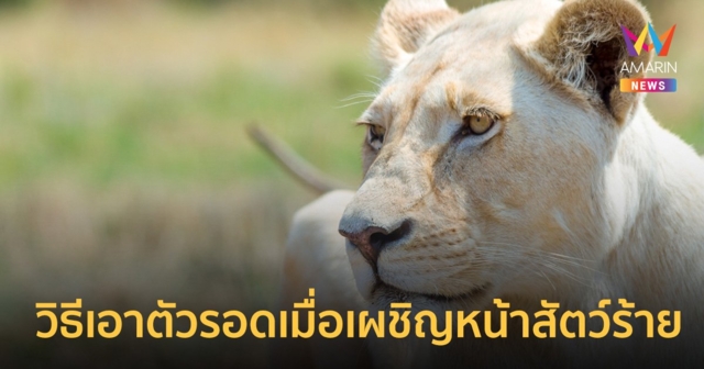 เปิดวิธีเอาตัวรอดเมื่อเจอ 