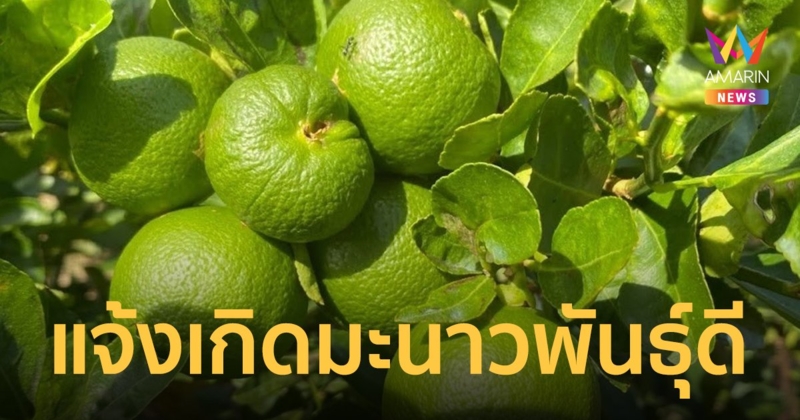 กรมวิชาการเกษตรแจ้งเกิดมะนาวพันธุ์ดี “กวก. พิจิตร 2” เมล็ดน้อย เปลือกบาง โตไว