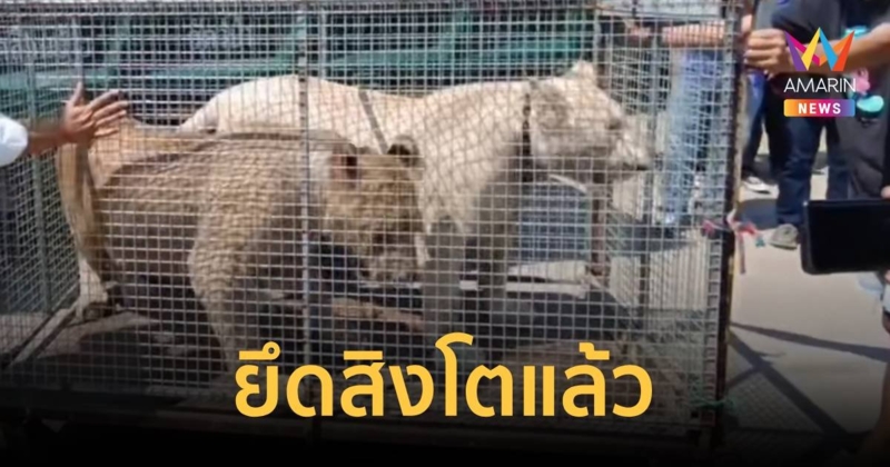  ยึดสิงโตที่เจ้าของผิดพรบ.ครอบครองแล้ว