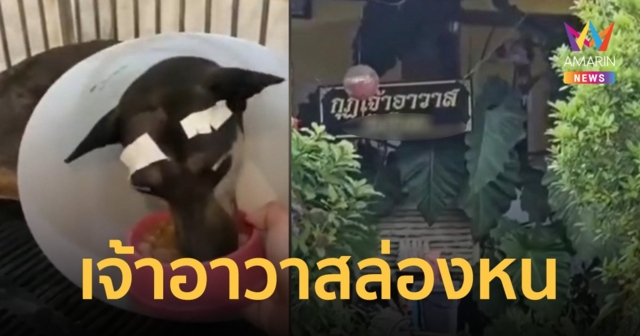 เจ้าอาวาสล่องหน หาตัวไม่เจอ หลังทุบ “น้องย่น” หมาวัดตาหลุด