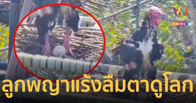 ปลื้ม ฟักไข่ ลูกพญาแร้งสำเร็จ หลังสูญพันธุ์จากป่าห้วยขาแข้งนาน 3 ทศวรรษ