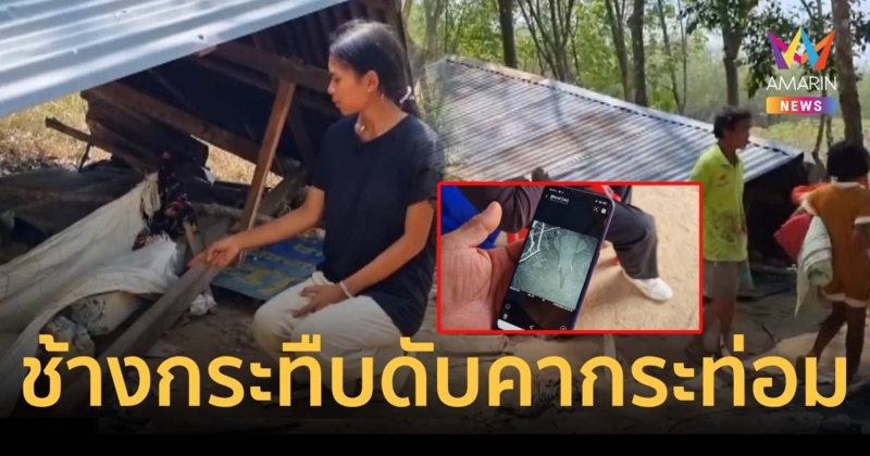 สลดป่า 2 ตัวบุกพังกระท่อมกลางดึก ยายถูกกระทืบดับ ลูกหลาน 3 คนหนีรอด