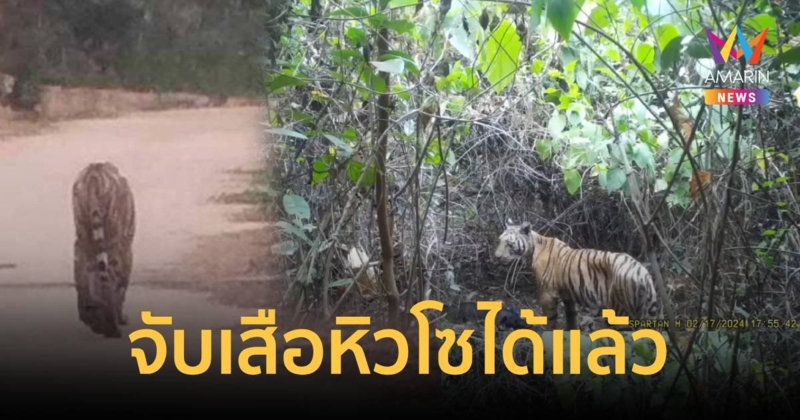 จับได้แล้ว! เสือโคร่งหิวโซ สิ้นฤทธิ์หลังกินหมูชาวบ้าน