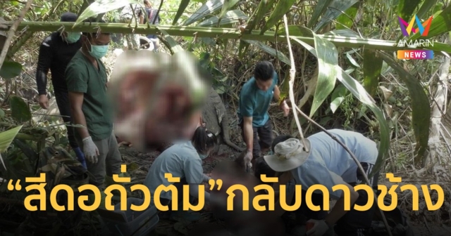 เศร้า! ช้างป่า “สีดอถั่วต้ม” ล้มแล้ว หลังถูกยิงพรุนทั่วร่างกาย