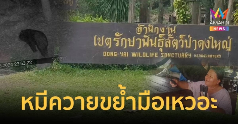 ลุงไปแหย่ไข่มดแดง เจอหมีควายขย้ำมือขาเหวอะ เมียเผยถ้าไม่ฮึดสู้คงไม่รอด