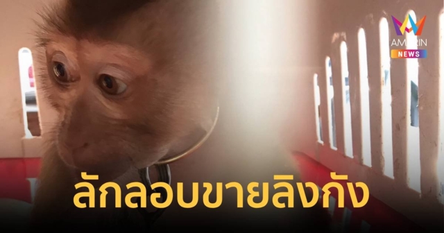 จับพ่อค้าลักลอบขายลิงกัง ผ่านเฟซบุ๊ก