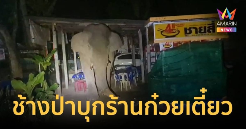 ในร้านก๋วยเตี๋ยวมีลูกค้าหน้าตาไม่คุ้น! ช้างป่าเขาใหญ่บุกรื้อหาของกิน