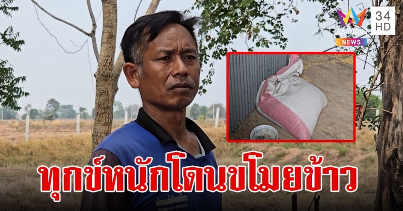 ลุงเข่าทรุด!ถูกโจรขโมยข้าวเปลือก 130 กระสอบ ซ้ำเหลือให้ดูต่างหน้า 10 กก.