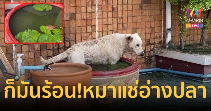 ก็มันร้อน! หมาโดดลงอ่างปลาแช่น้ำเย็นสบายใจ หลังอุณหภูมิแตะ 40 องศา