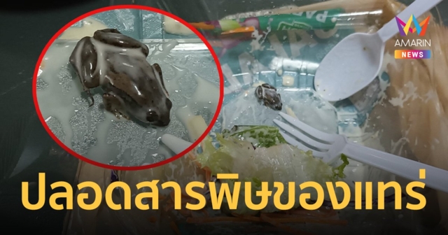 ปลอดสารพิษของแทร่! ลูกกบมาเป็นตัวใน ผักสลัดพร้อมทานแบรนด์ดัง