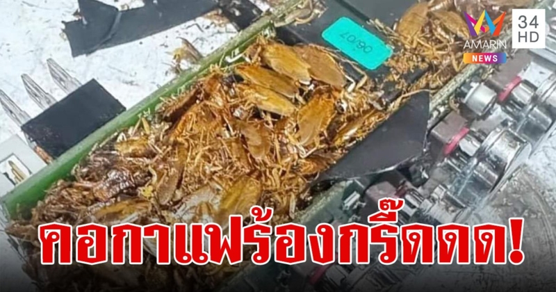 เห็นแล้วขนลุกซู่!!! แมลงสาบอัดอยู่ในเครื่องทำกาแฟ เจ้าของช็อก! ช่างซ่อมอ้วกแทบพุ่ง!