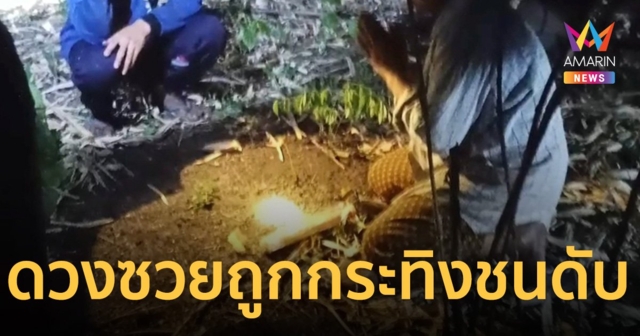 ลุง 64 ปี ออกหาของป่าดวงซวย ถูก กระทิงไล่ชนดับอนาถกลางป่า