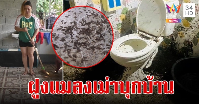 สาวเต่างอยขนลุก! พายุฤดูร้อนพาฝูงแมลงเม่าบุกบ้าน เดินยั้วเยี้ยไต่ตามตัว กวาดยังไงก็ไม่หมด