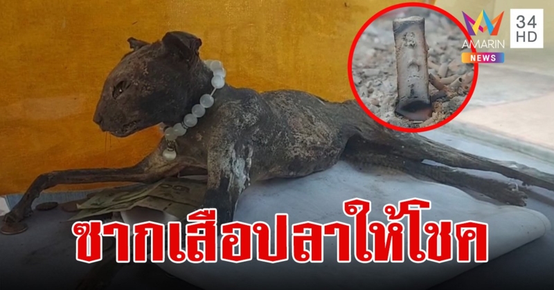 ซากเสือปลา 3 ปี ไม่เน่าเปื่อย ชูคอเหมือนมีชีวิต ปากต่อปาก ให้โชคสมหวังหลายราย